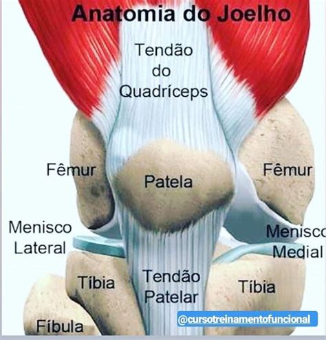 anatomia do joelho